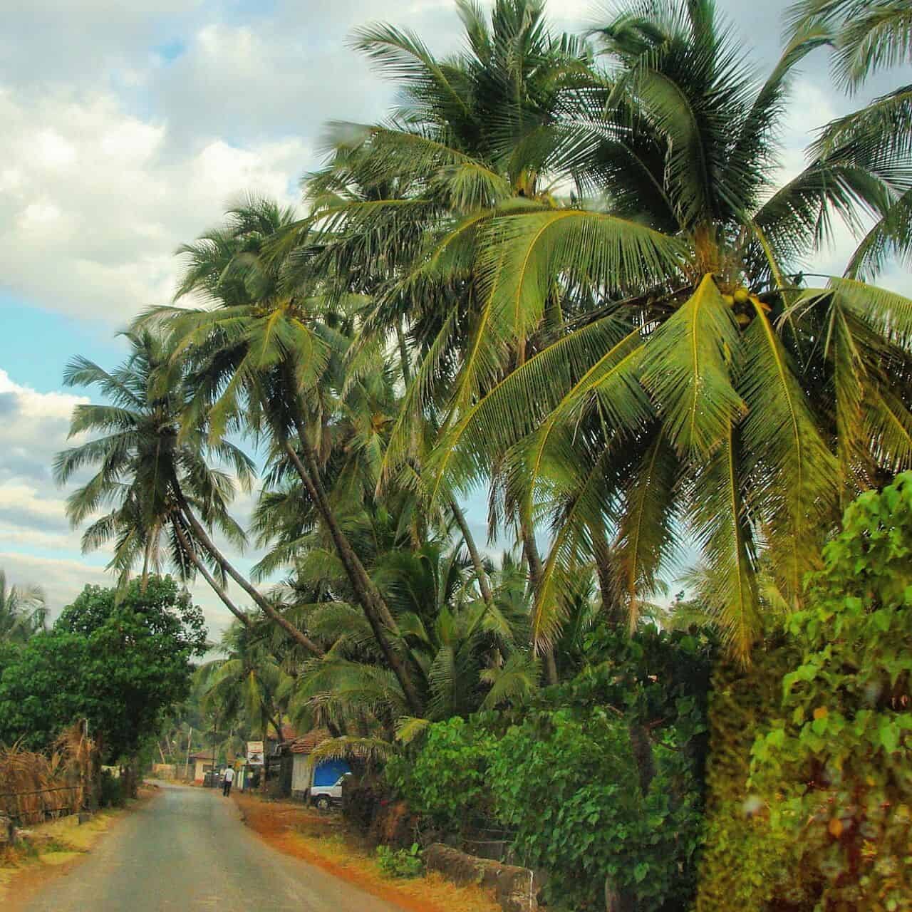 Coconut trees and a narrow road in Konkan