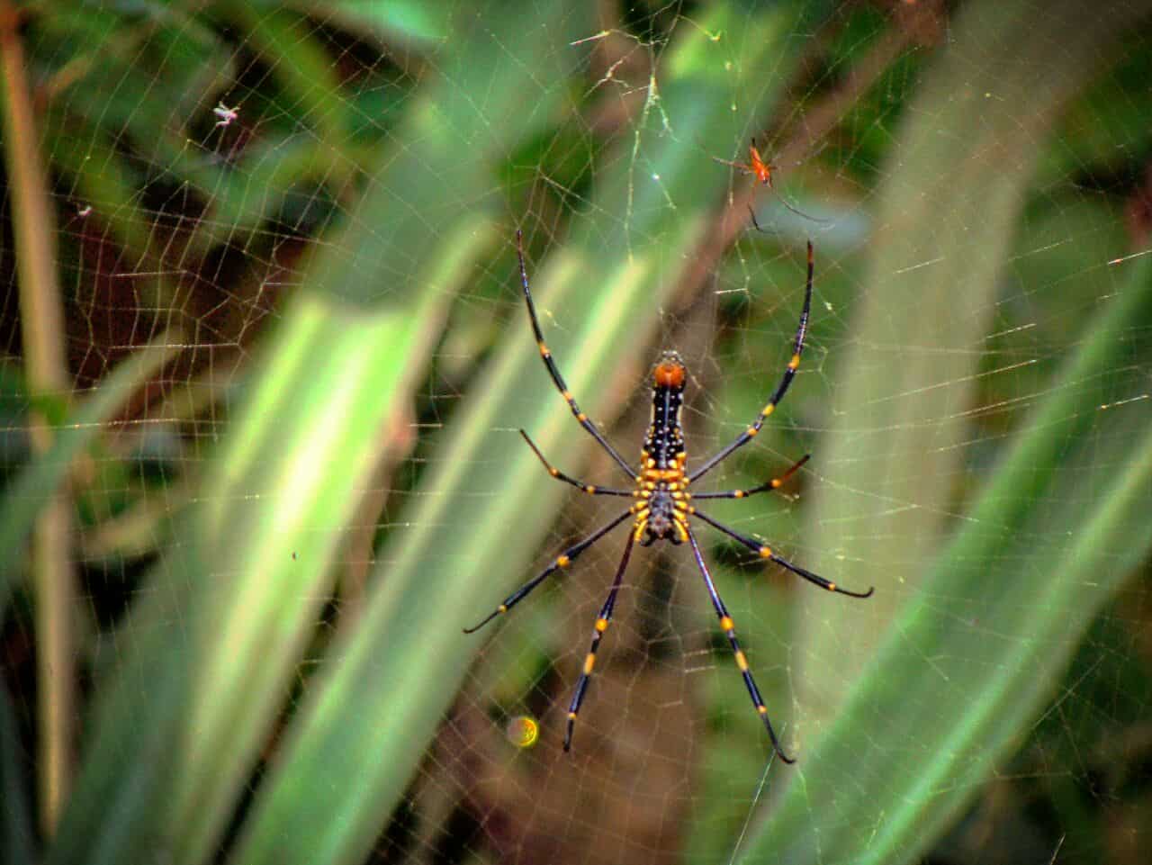 Common Spider of Konkan
