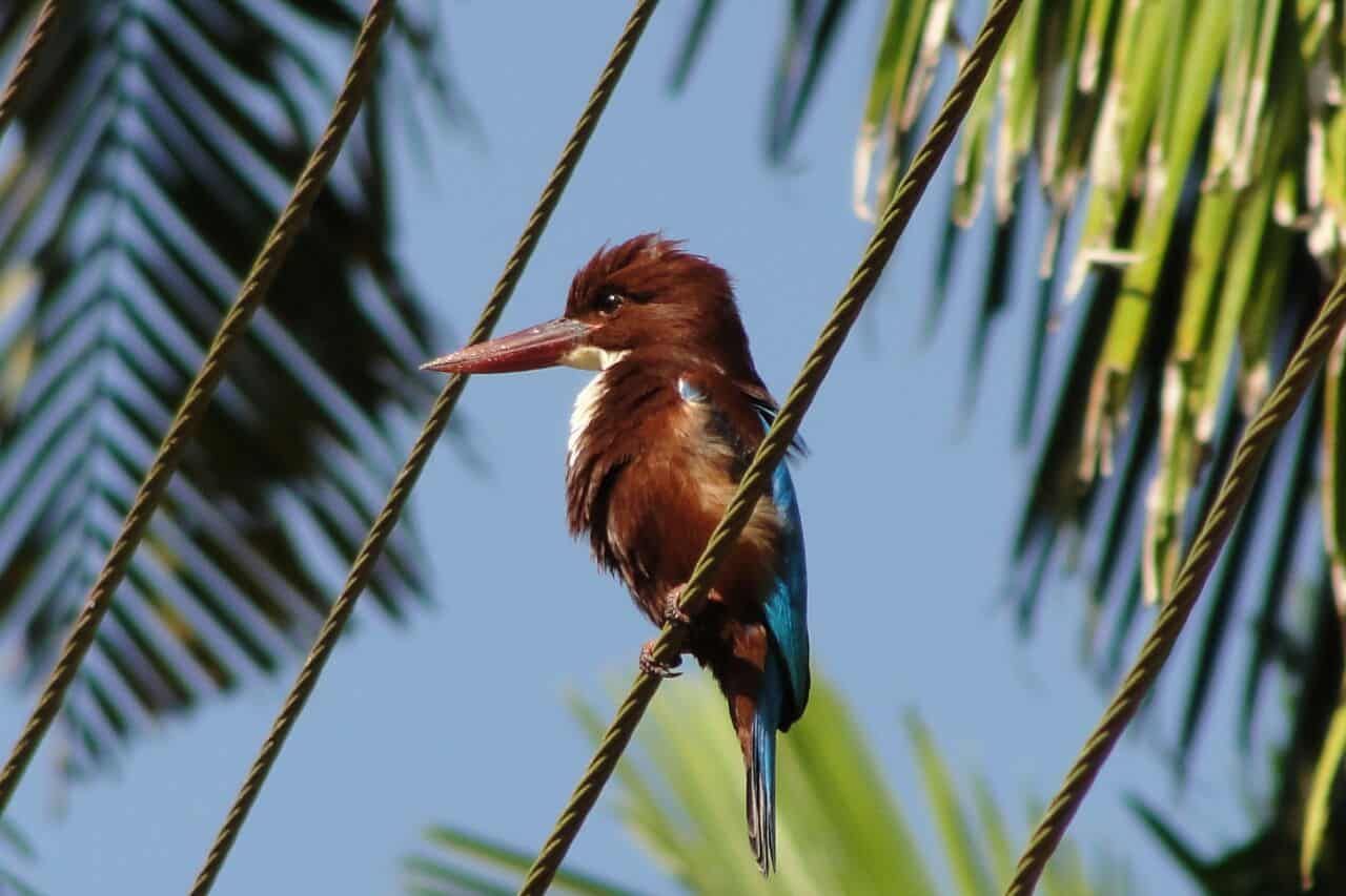 White-throated Kingfisher of Konkan