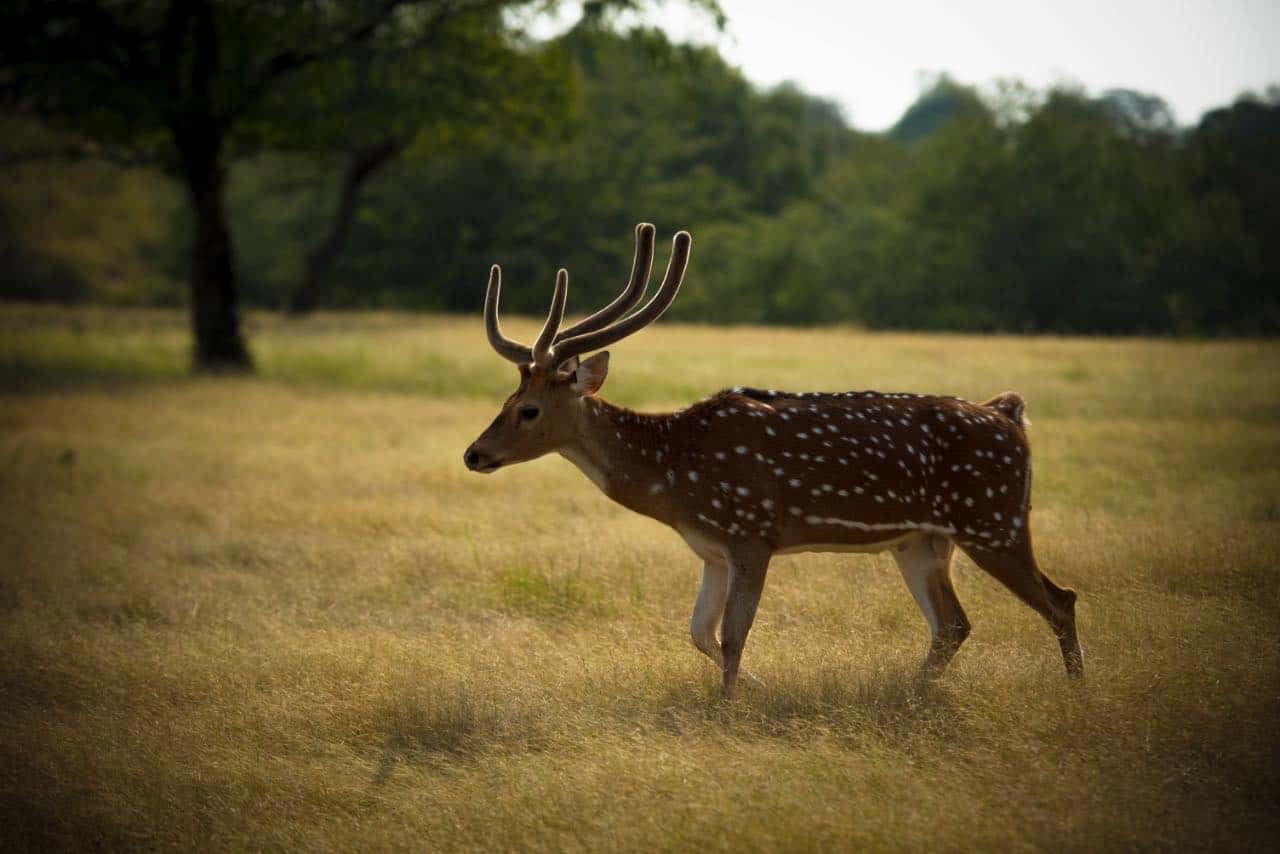 Ranthambore