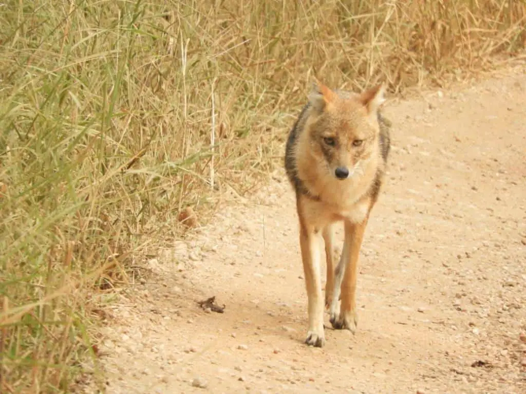 Jackal sighting while on Pench National Park Safari