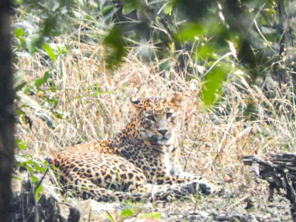 Leapard sighting inside the Pench National Park