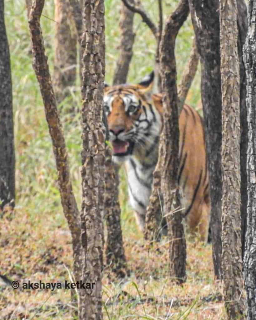 Tiger spotted inside the Pench Tiger Reserve