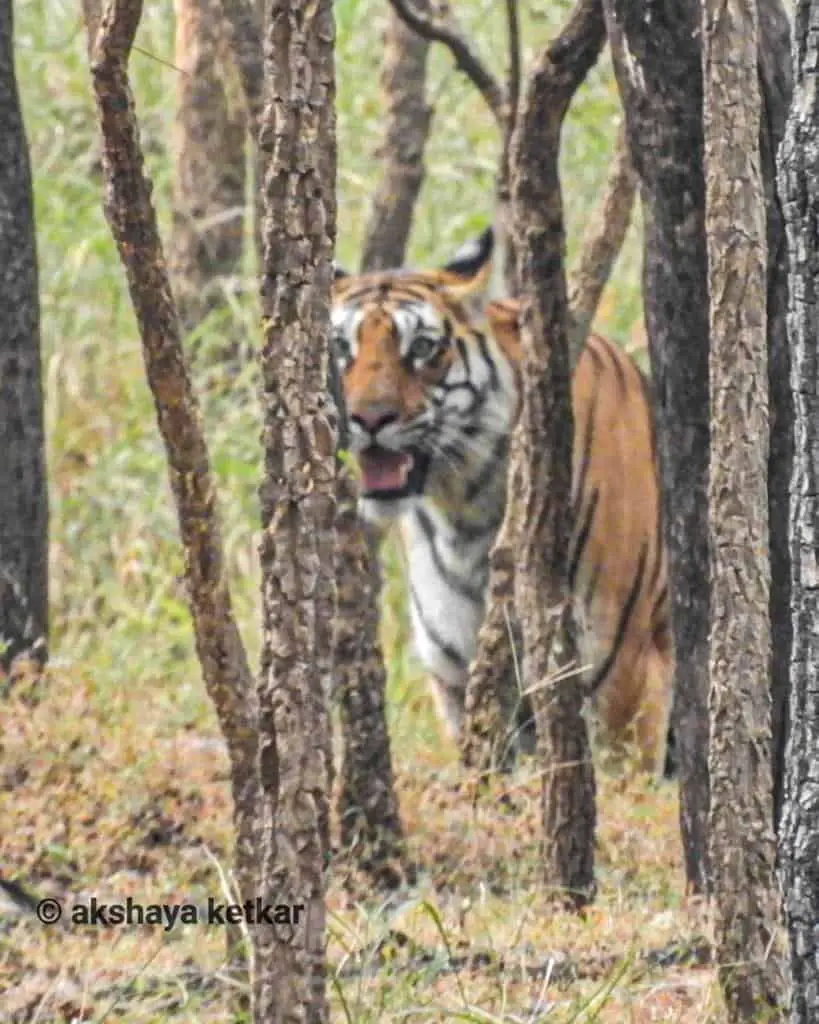 Tiger spotted inside the Pench Tiger Reserve