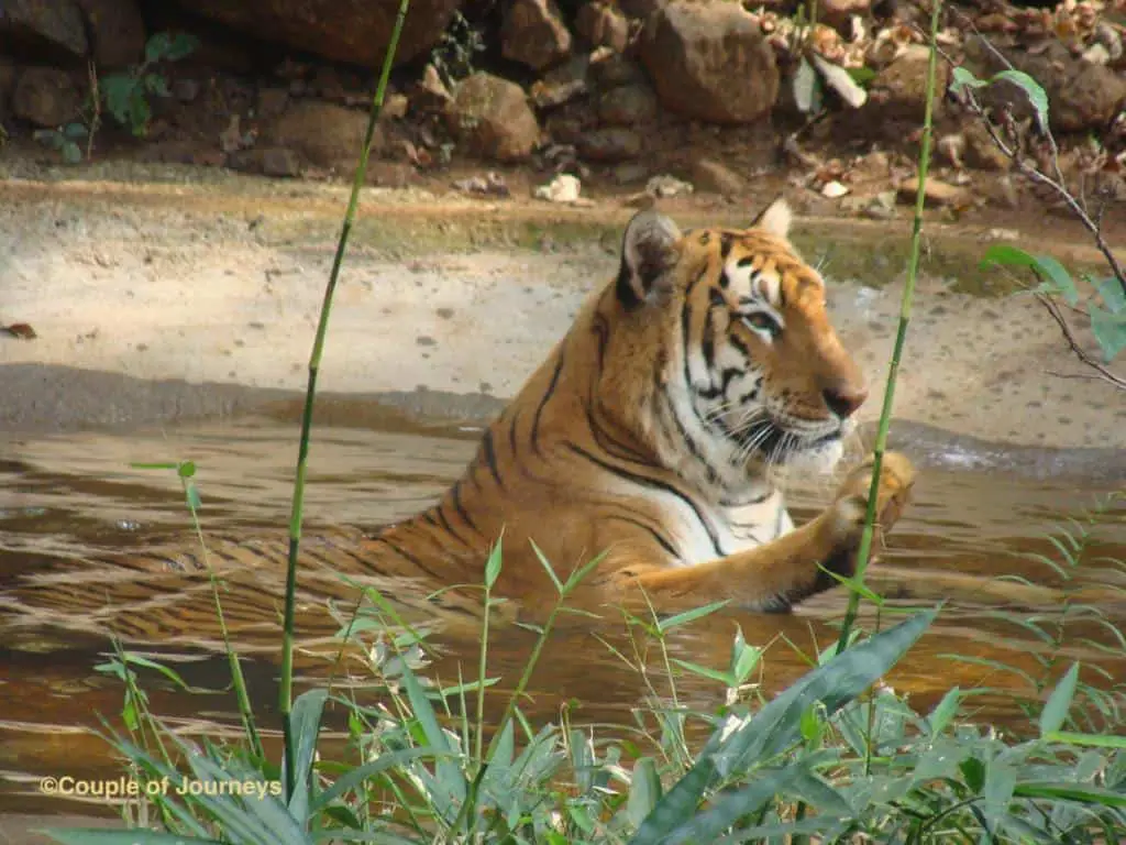 Bondla Zoo Goa