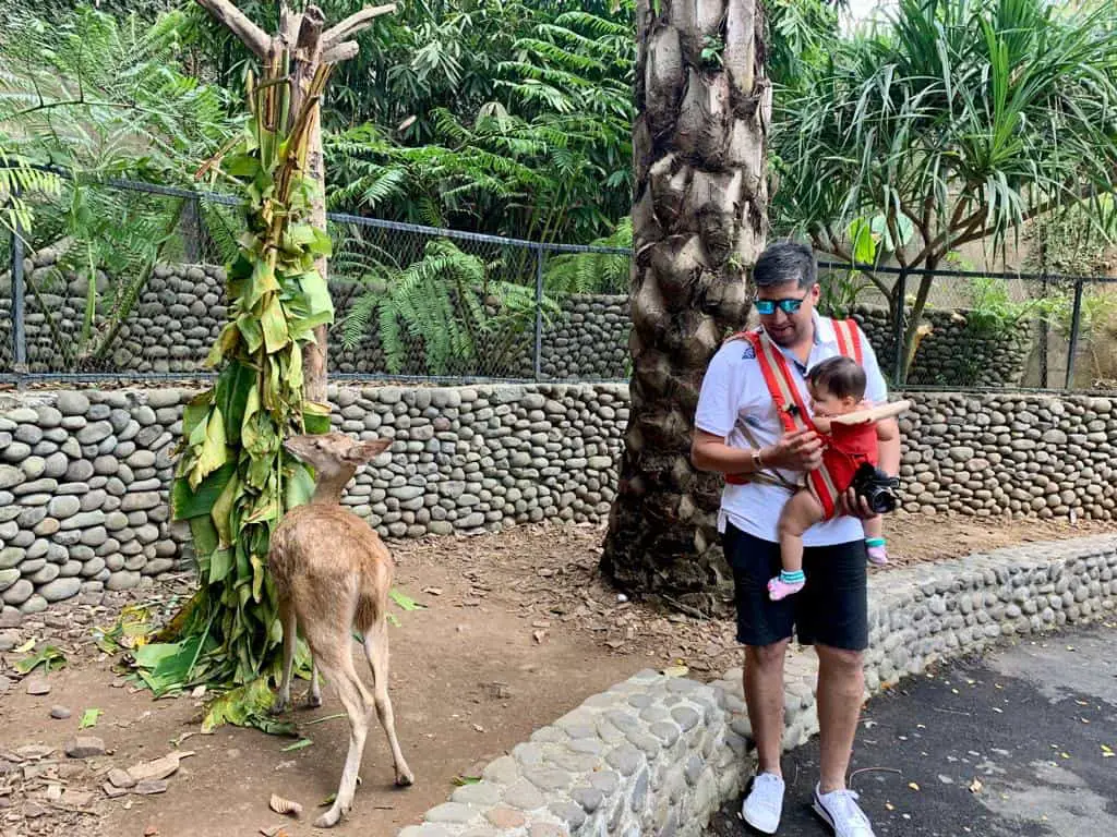 At the Bali Zoo with our little one