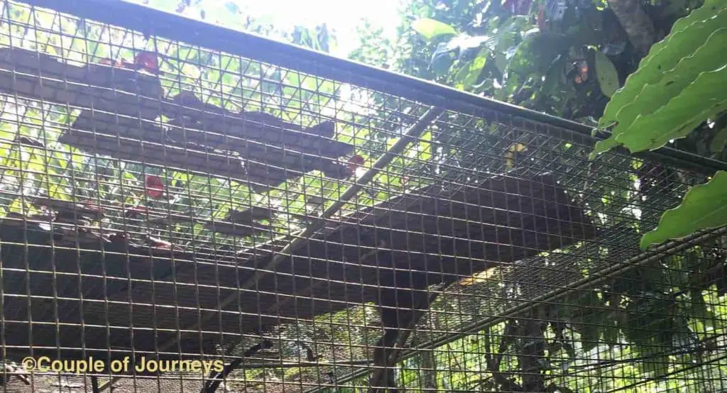 Civet Cage at a Coffee Plantation in Bali