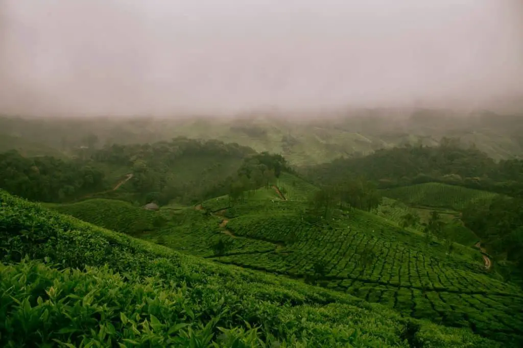 A picturesque view of misty hills surrounded by tea plantations. Munnar is the perfect honeymoon destination.