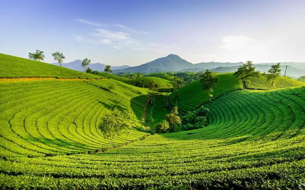 Get a chance to explore the tea estates and the serene beauty of Sri Lanka. 