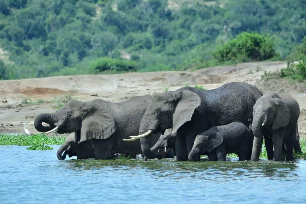 Thekkady, known for Periyar National Park is the perfect honeymoon destination for couples who love a touch of adventure to their romance.