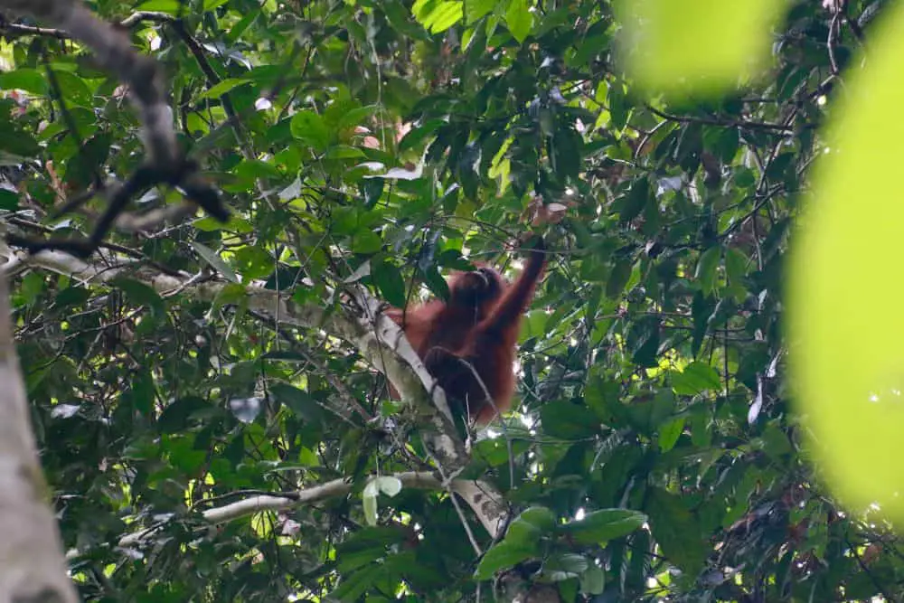 Dense rainforests and exotic flora-fauna will make you fall in love with Borneo, Malaysia. 