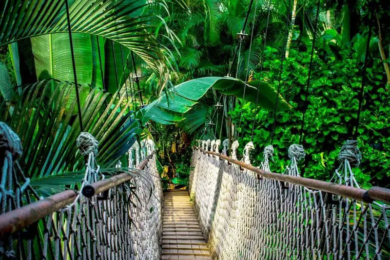 A rope bridge leading into the lush greenery of the Amazon Rainforest, surrounded by tropical foliage and palm trees—an unforgettable experience for couples exploring honeymoon destinations in forest setting