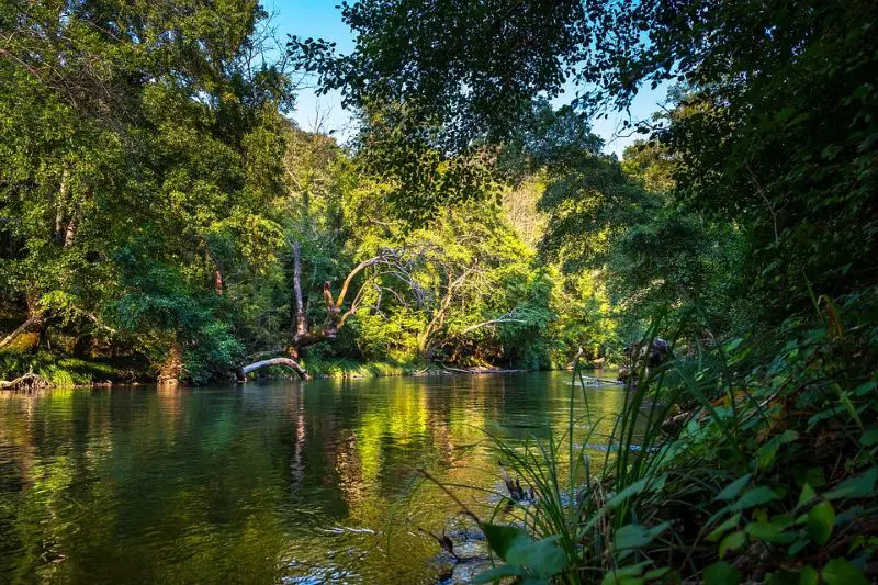 A serene river flanked by vibrant rainforest trees, reflecting the surrounding greenery in its calm waters—perfect for nature-loving couples looking for honeymoon destinations in forest settings