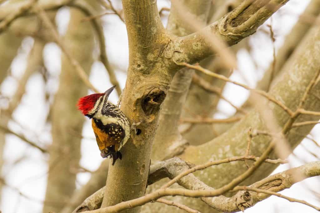 A Black-rumped flameback woodpecker doing it's daily chore; pecking the trees of Tadoba.