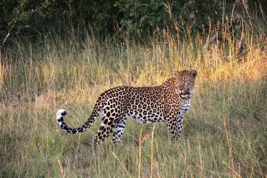 A leopard walking through the tall grass in Tadoba