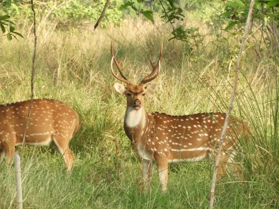 A  photo of a spotted deer in the lush jungle of Tadoba