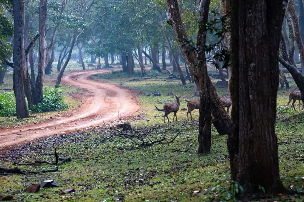 The scenic Tadoba safari route