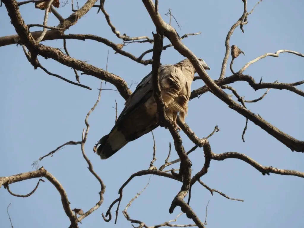 A Crested honey buzzard sitting on a tree and the blue sky in the background