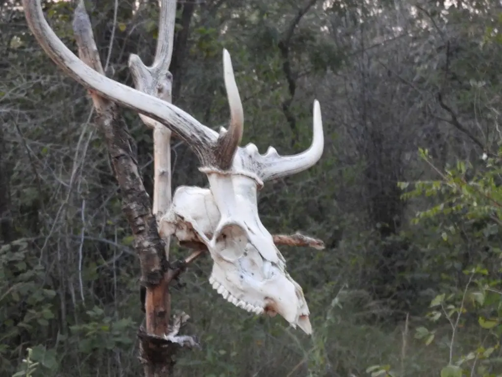 A tiger kill hung up on the tree