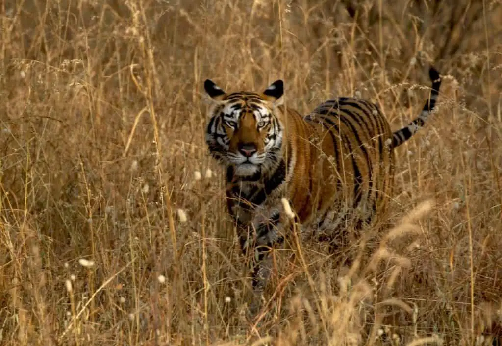 A tiger standing still amidst the tall dried grass