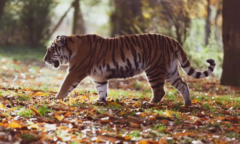 An image of a majestic tiger walking the jungle. 